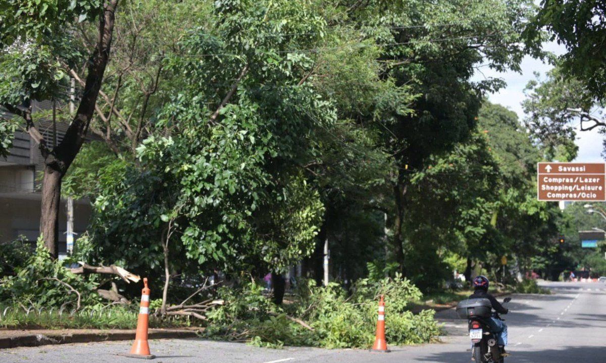 &Aacute;rvores ca&iacute;ram e interditaram parte das pistas da Avenida Get&uacute;lio Vargas, no Bairro Funcion&aacute;rios