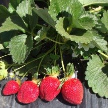 Minas Gerais denuncia concorrência desleal do morango importado do Egito