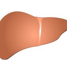 Opções de frutas que favorecem a saúde do fígado - DataBase Center for Life Science wikimedia commons 
