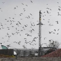 Gaivotas: voo, adaptação e sobrevivência à beira-mar - Andy Kelvin