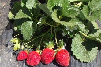Minas Gerais denuncia concorrência desleal do morango importado do Egito