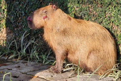 Capivara atacada por várias pessoas no Rio de Janeiro ainda inspira cuidados -  (crédito: Divulgação/PMERJ)