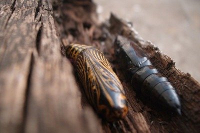 <p>Alguns animais produzem casulos como forma de proteção durante seu desenvolvimento ou em momentos críticos do ciclo de vida. Os casulos podem ser feitos de seda, folhas ou secreções corporais e servem para abrigar larvas, pupas ou até mesmo adultos em hibernação</p>
 -  (crédito: Monalisa Arikawa wikimedia commons)