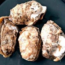 Cientistas descobrem metal tóxico e bactéria em ostras brasileiras -  Divulgação