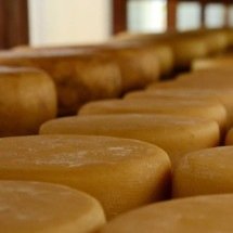 A tradição do queijo Canastra: saiba como identificar o verdadeiro - Gil Leonardi/ Imprensa MG