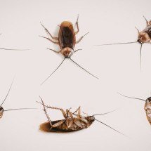 Barata francesinha: sinal de problema no esgoto? Aprenda a eliminar de vez - Sebastian Moldoveanu&amp;#39;s Images