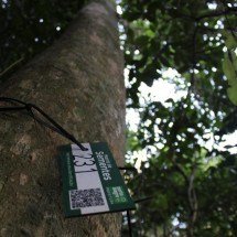 Árvore rara ameaçada de extinção, camboatã é encontrada em Porto Alegre - Rogério Otávio Schmidt/Smamus