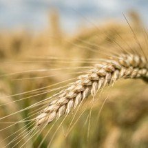 Cevada vai além da cerveja: conheça usos e benefícios na alimentação - wirestock freepik