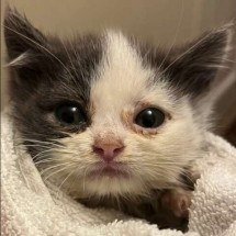 História de gato com nanismo chama atenção nas redes - Reprodução Instagram / GeoBeats Animal