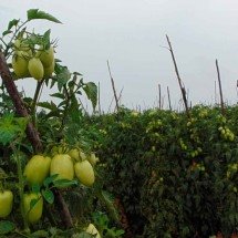 Meia volta:  que explica o fenômeno do retorno de ex-retirantes às origens? - Luiz Ribeiro/EM/D.A Press