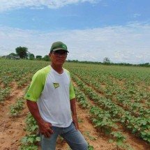 Zé Brasil e a história do algodão que ressuscitou no Norte de Minas - Luiz Ribeiro/EM/D.A Press