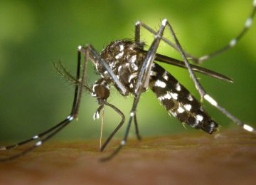 O Aedes aegypti, mosquito vetor da dengue, zika e chikungunya, tem sua prolifera&ccedil;&atilde;o combatida para prevenir as doen&ccedil;as. -  (crédito: Pexels)