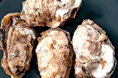 <p>Um estudo divulgado recentemente pela revista Food Research International mostrou que ostras vendidas em mercados de algumas cidades brasileiras apresentaram altos níveis de arsênio.</p>
 -  (crédito:  Divulgação)