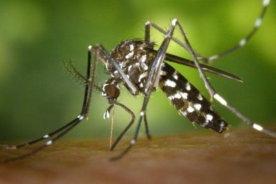 O Aedes aegypti, mosquito vetor da dengue, zika e chikungunya, tem sua prolifera&ccedil;&atilde;o combatida para prevenir as doen&ccedil;as. -  (crédito: Pexels)