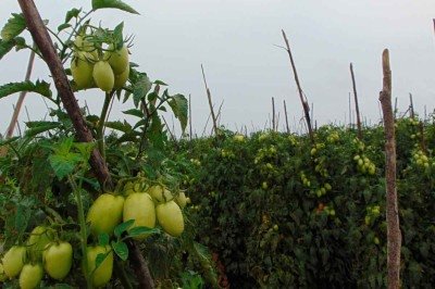 Lavoura de tomate que viceja em salinas É´resultado do trabalho de quem voltou pelo sonho de cultivar a terra natal -  (crédito: Luiz Ribeiro/EM/D.A Press)