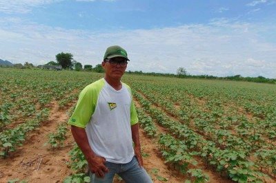 Agricultor expulso pela seca e por praga do algodoeiro retorna e prospera plantando a mesma fibra. Com novas tecnologias, cultura vira referência internacional

 -  (crédito: Luiz Ribeiro/EM/D.A Press)