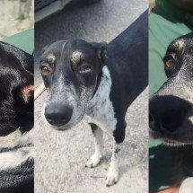 Cães vítimas de espancamento são resgatados e mulher é presa na Grande BH - Divulgação/PCMG