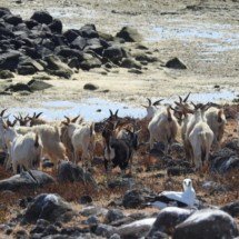 Cabras atravessam culturas e movimentam economias locais - Divulgação  UESB