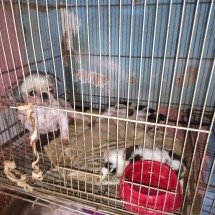 Cães são encontrados em gaiolas, sem água nem comida e mulher é presa - Polícia Militar de Meio Ambiente/ Divulgação