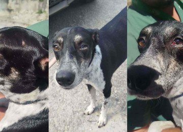 Após denúncia divulgada nas redes sociais, três cães foram resgatados com lesões graves em Betim e a tutora foi presa em flagrante -  (crédito: Divulgação/PCMG)