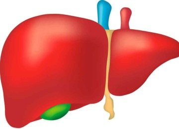 O fígado é o órgão mais afetado pela síndrome de Alagille -  (crédito: Zach Vanstone/Pixabay)