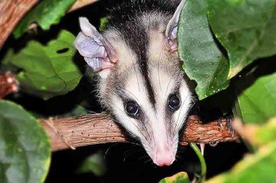O saruê, também chamado de gambá-de-orelha-preta, é um dos marsupiais mais comuns do Brasil e tem se tornado cada vez mais visível nas áreas urbanas, despertando curiosidade, receio e também muitos equívocos por parte da população. -  (crédito: Reprodução Flickr silene andrade)