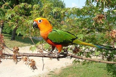 Não é de hoje que papagaios chamam atenção pela capacidade de imitar sons humanos e pela inteligência.  Outras aves também se destacam,  mas nenhuma tem a mesma fama dos papagaios nessa questão. -  (crédito: GIANNIZZZERO  wikimedia commons)