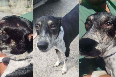 Após denúncia divulgada nas redes sociais, três cães foram resgatados com lesões graves em Betim e a tutora foi presa em flagrante -  (crédito: Divulgação/PCMG)