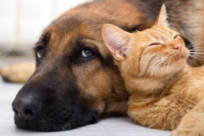 Como os cientistas descobriram que cães e gatos não enxergam bem o verde e o vermelho? -  (crédito: Portal Giro 10)