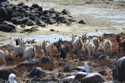 As cabras são consideradas sagradas em certas regiões e também têm importância no ecossistema. Afinal, elas ajudam na fertilidade do solo ao reciclar nutrientes, além de serem fundamentais na agricultura familiar, no consumo e na geração de renda. -  (crédito: Divulgação  UESB)