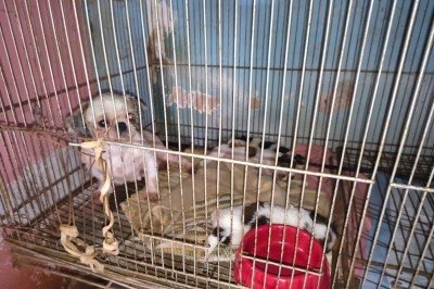 A mulher afirmou que mantinha um canil com fins comerciais e que realizava a venda de filhotes, principalmente pela internet -  (crédito: Polícia Militar de Meio Ambiente/ Divulgação)