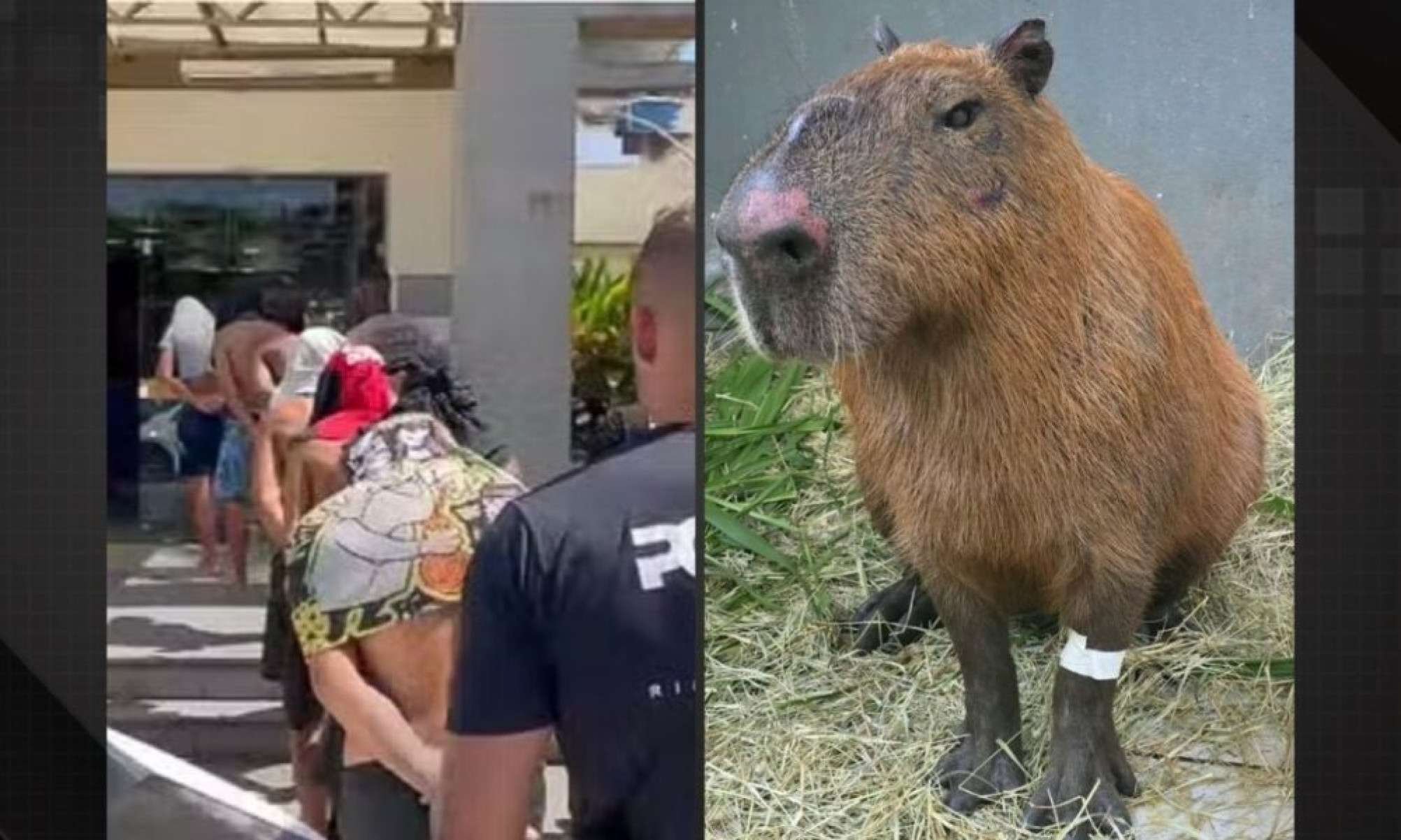 Justiça decreta prisão preventiva para agressores de capivara na Ilha do Governador -  (crédito: Tupi)