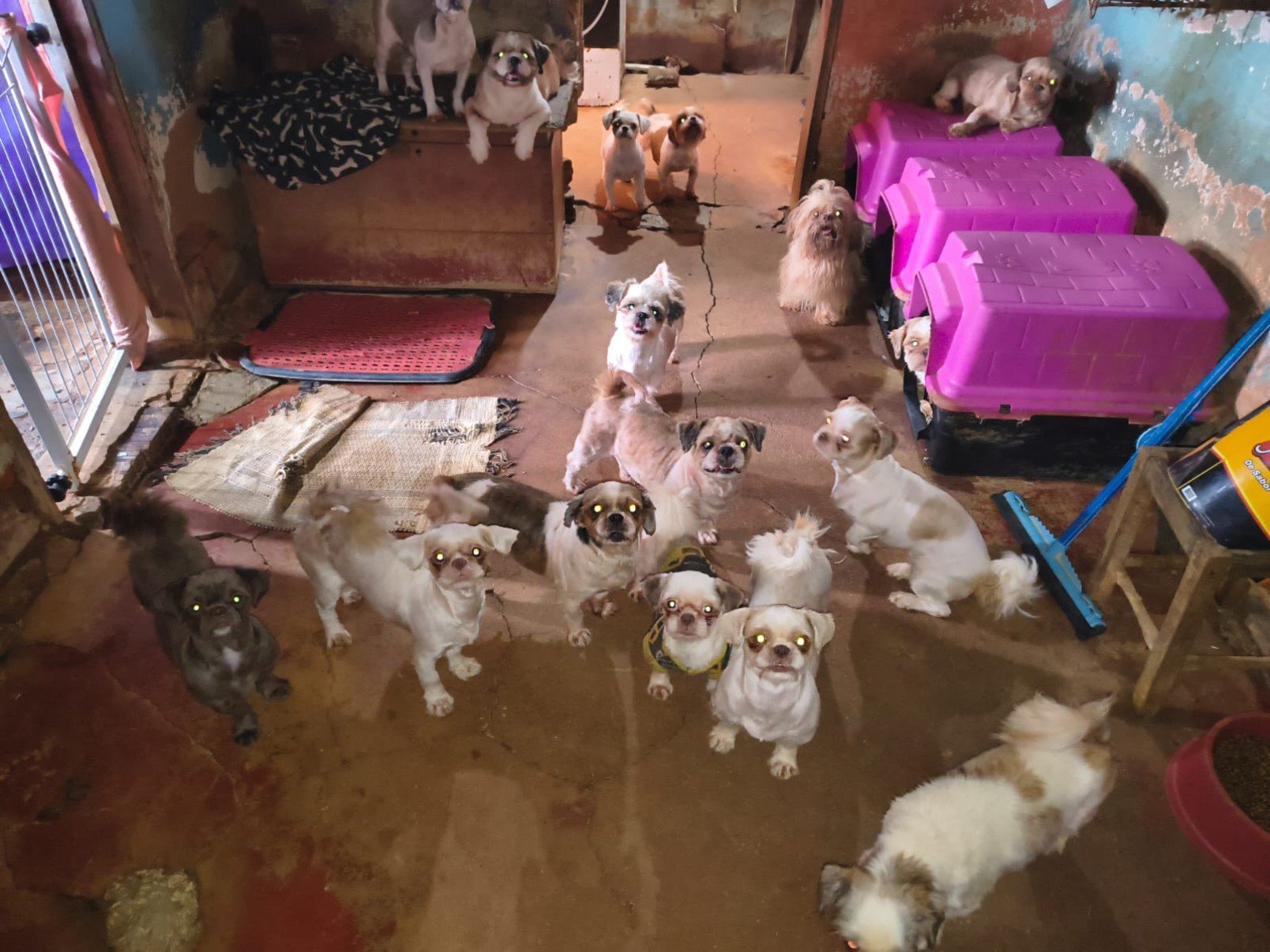 C&atilde;es s&atilde;o encontrados em gaiolas, sem &aacute;gua nem comida e mulher &eacute; presa