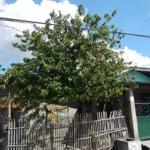 Graviola: cultivo, usos e características da fruta - Judgefloro wikimedia commons 