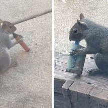 Esquilos são flagrados ‘fumando’ vapes e cigarros eletrônicos - TikTok / reprodução