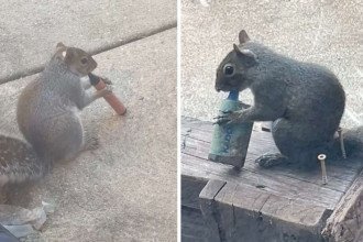 Esquilos com vapes e cigarros eletrônicos -  (crédito: TikTok / reprodução)