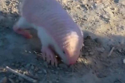 O raro pichiciego menor, conhecido como “fada rosa”, voltou a aparecer na Reserva de Biosfera Ñacuñán, na província de Mendoza, na Argentina. Considerado o menor tatu do mundo, o animal mede entre 7 e 11 centímetros e pesa cerca de 100 gramas. -  (crédito: Reprodução de vídeo)