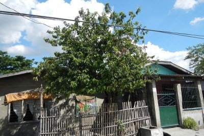 Uma graviola no quintal  une beleza, sabor e saúde em um só espaço. A árvore tropical encanta pelo verde intenso das folhas, perfuma o ambiente e presenteia com frutos de polpa branca e aromática. Ao mesmo tempo, desperta curiosidade por seus possíveis usos em chás e receitas, tornando-se uma companheira versátil que transforma o cotidiano.

&nbsp; -  (crédito: Judgefloro wikimedia commons )