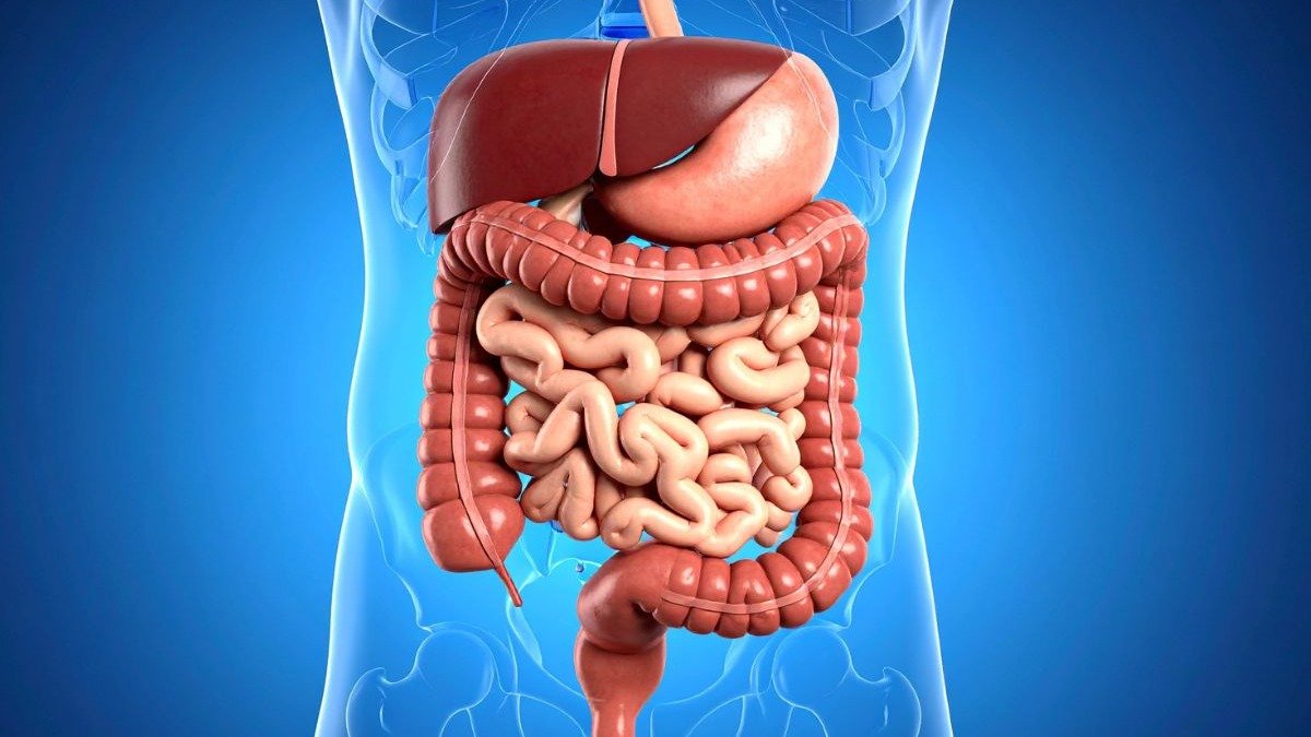 O sistema digestivo, aqui ilustrado, &eacute; o ponto central para entender as causas e o tratamento do est&ocirc;mago estufado. -  (crédito: TrueCreatives)