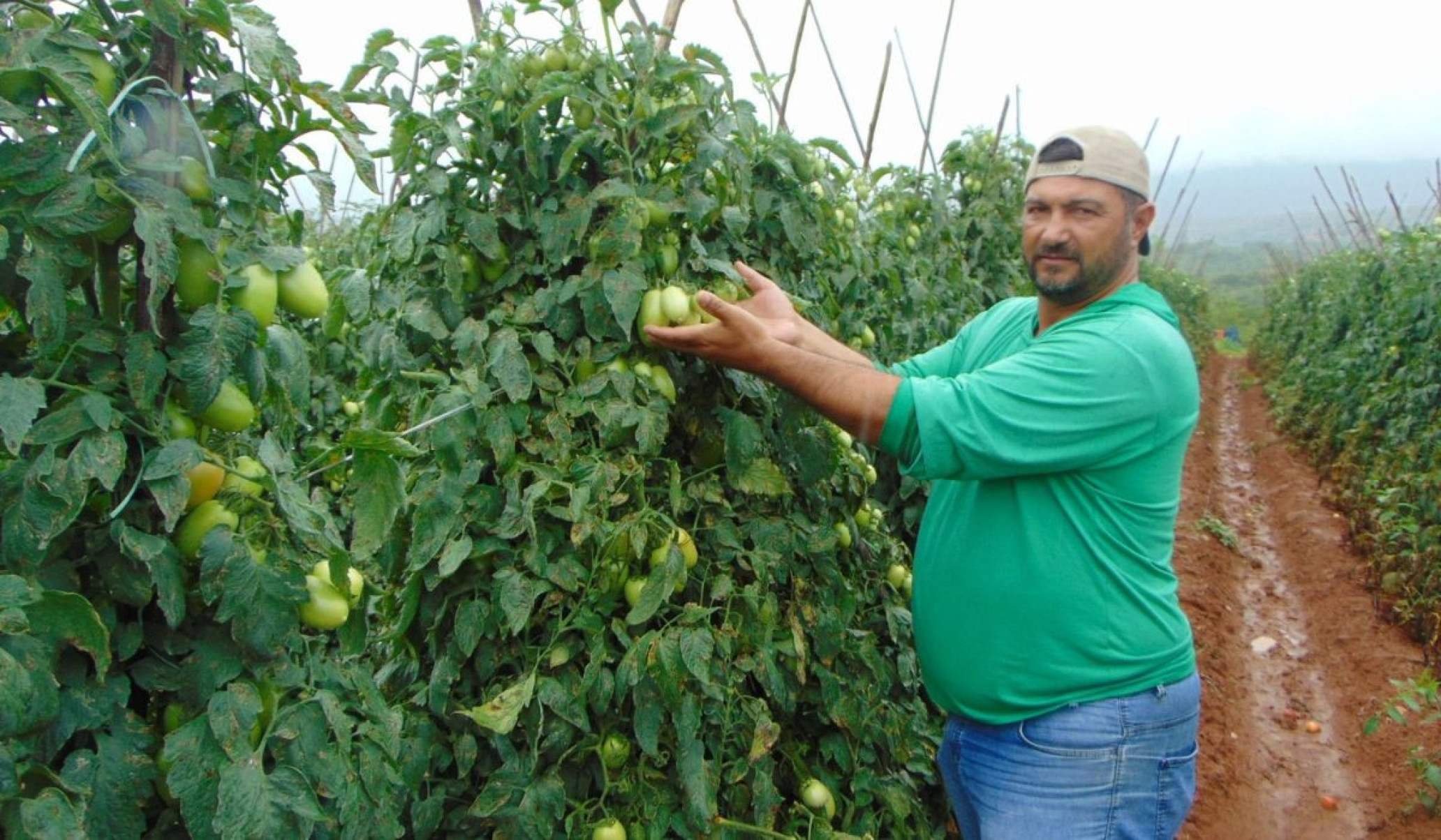 Ex-migrante Edvaldo dos Santos Cruz virou produtor de tomate em Nova Matrona:. "Eu n&atilde;o sabia nada e aprendi"