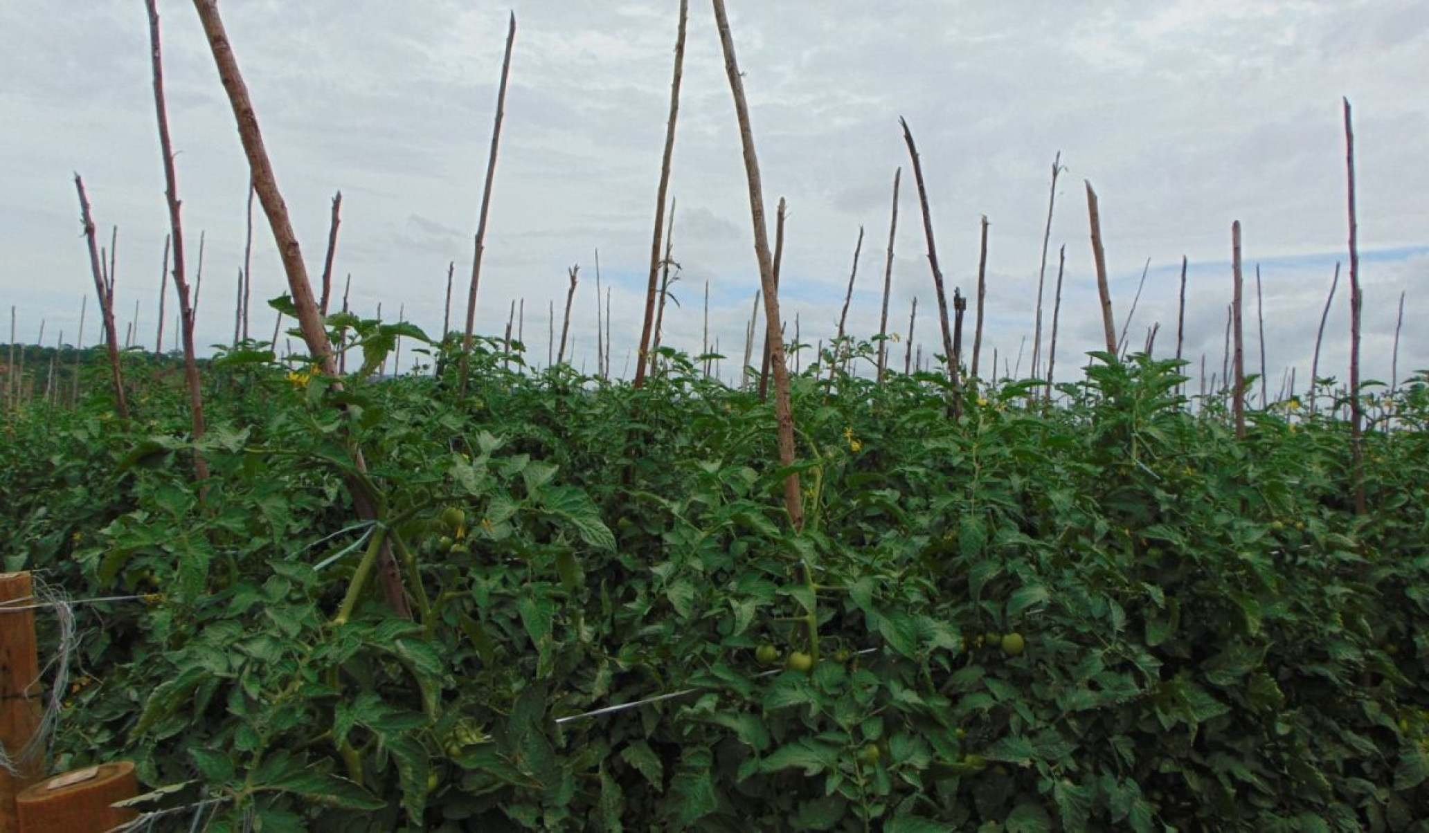 Cultivo de tomate por ex-retirantes em Nova Matrona, em Salinas