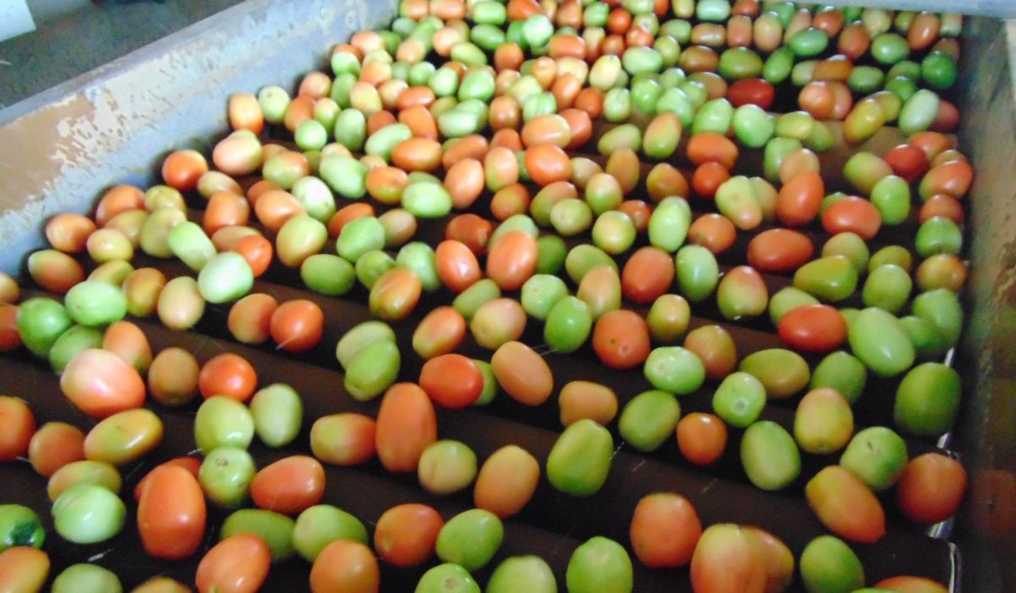 Cultivo de tomate por ex-retirantes em Nova Matrona, em Salinas.