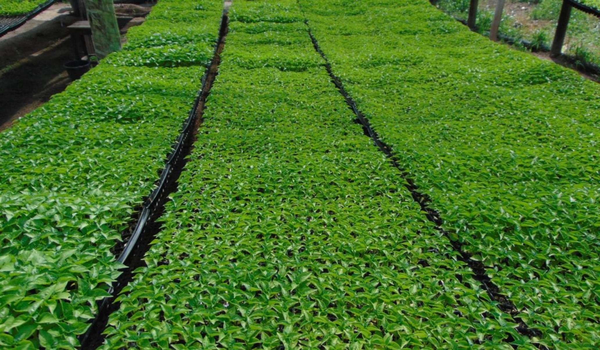 Viveiro de mudas do ex-retirante Marcos Antonio Batista Rocha  em Olhos D &Aacute;gua, na zona rural de Porteirinha