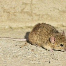 É rato ou camundongo? Confira as diferenças entre esses roedores - Wkimedia Commons/Amirekul