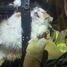 Gato 'fujão' fica preso em poltrona e mobiliza bombeiros - Overland Park Police/Instagram