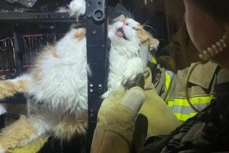 Gato ficou preso em poltrona ao tentar fugir de ida ao veterinário -  (crédito: Overland Park Police/Instagram)
