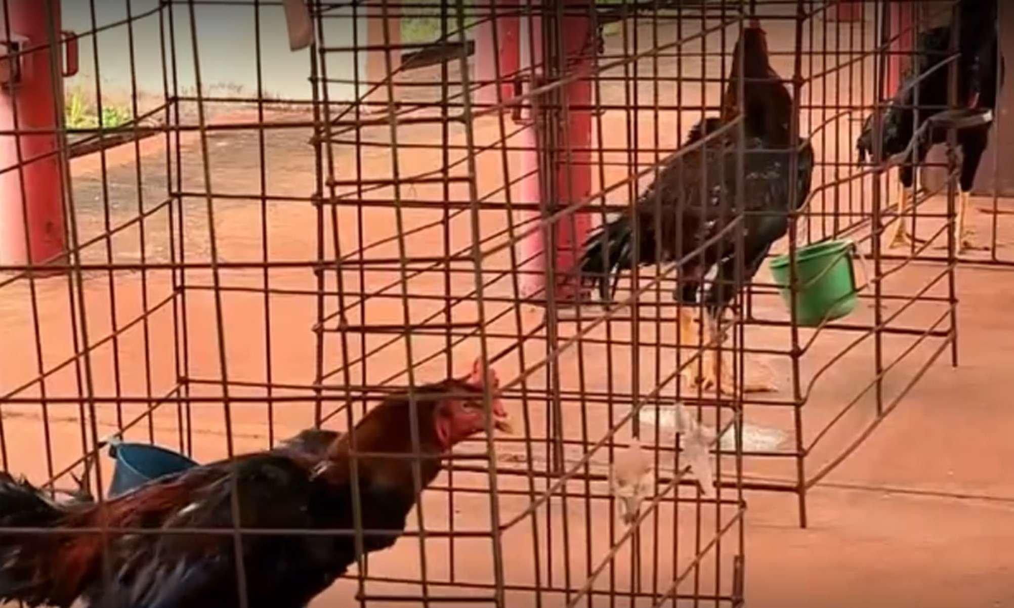 30 galos Índio Gigante feridos e que seriam usados em rinha são apreendidos -  (crédito: Redes Sociais/DivulgaÃ§Ã£o)