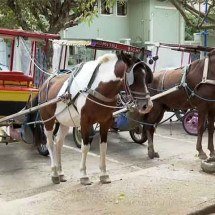 Após 125 anos, charretes movidas a cavalo deixam de circular em Poços de Caldas - Reprodução/EPTV