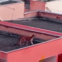 Onça vista em Esmeraldas altera rotina de moradores - Crédito: CBMMG