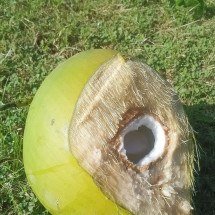 Caranguejo com toxina letal causa morte de influenciadora - Filo gèn'  wikimedia commons